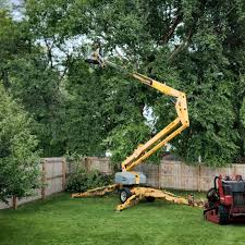 How Our Tree Care Process Works  in  Oakmont, PA