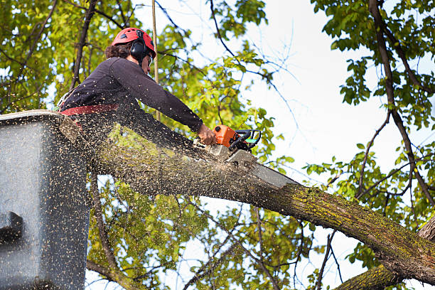 Tree and Shrub Care in Oakmont, PA