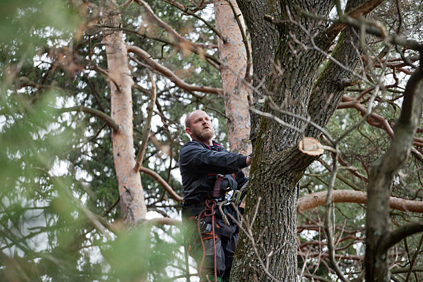 Oakmont, PA Tree Removal Services Company